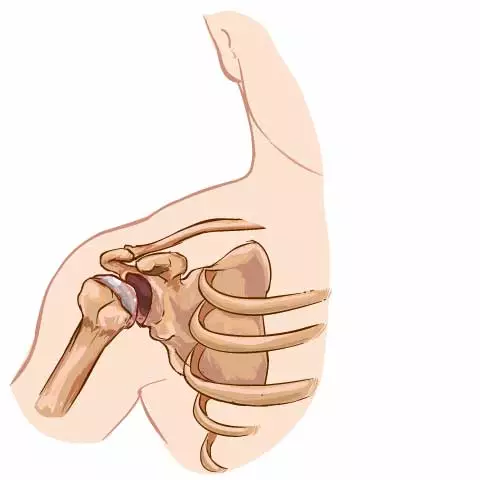 Glenohumeral joint, a ball and socket joint in the upper body.
