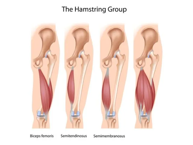 The hamstring muscle group.