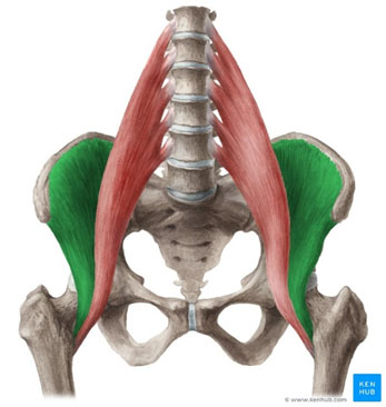 picture of the pelvic muscles along the hips and spine
