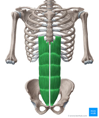 rectus abdominus muscles 